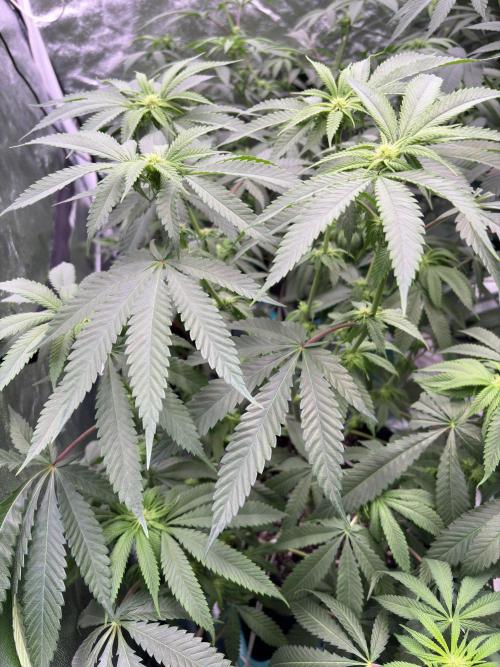 Wedding Gelato. Week 12