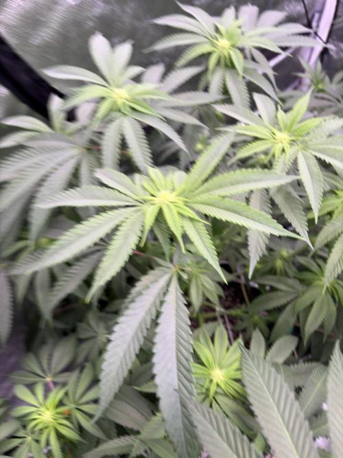 Wedding Gelato. Week 12