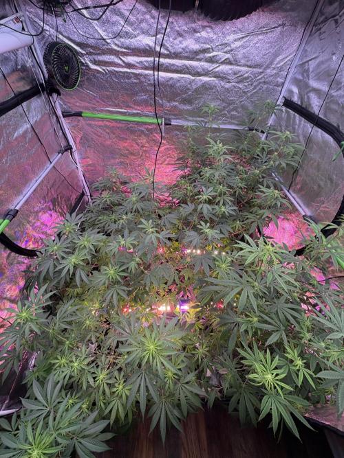 Wedding Gelato. Week 12