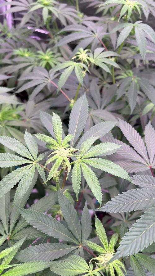 Straw-Lectric Lemonade