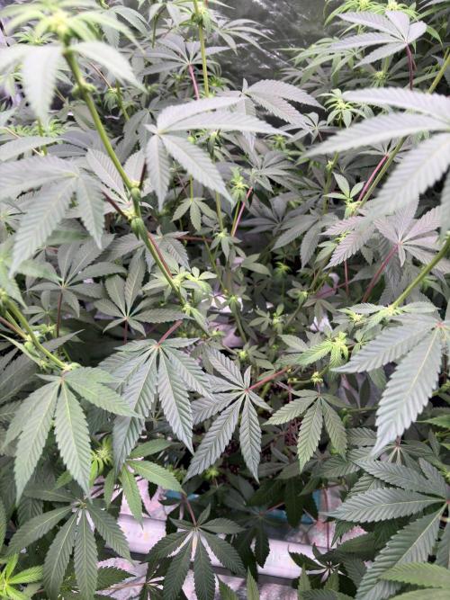 Straw-Lectric Lemonade. Week 12