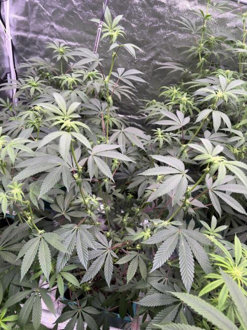 Straw-Lectric Lemonade. Week 12