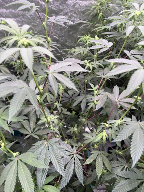 Straw-Lectric Lemonade. Week 12