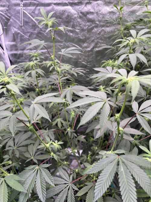 Straw-Lectric Lemonade. Week 12