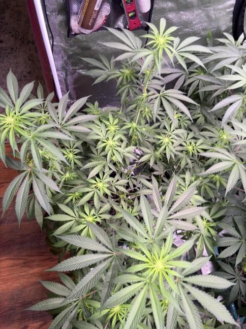 Lemon Cherry Gelato. Week 12