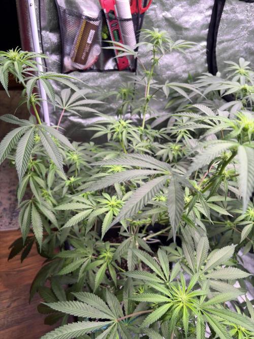 Lemon Cherry Gelato. Week 12