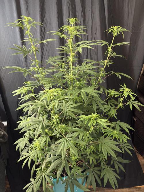 Truffle Jordan. Week 12