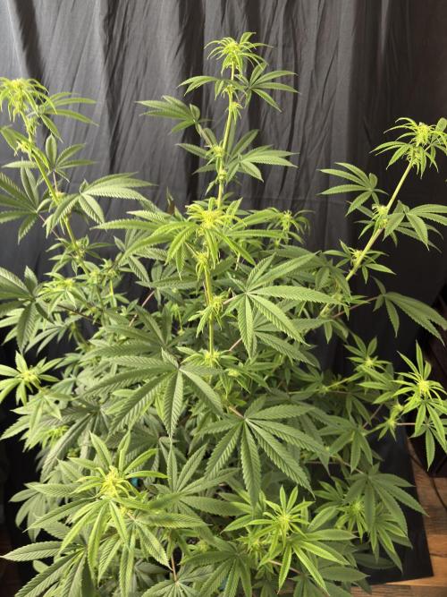 Truffle Jordan. Week 12