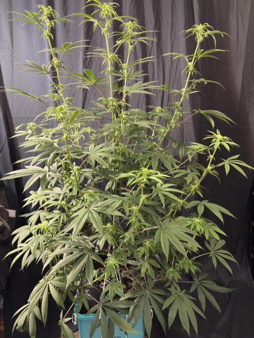 Truffle Jordan. Week 12