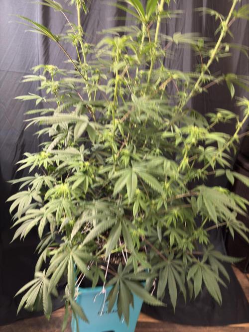 Truffle Jordan. Week 12