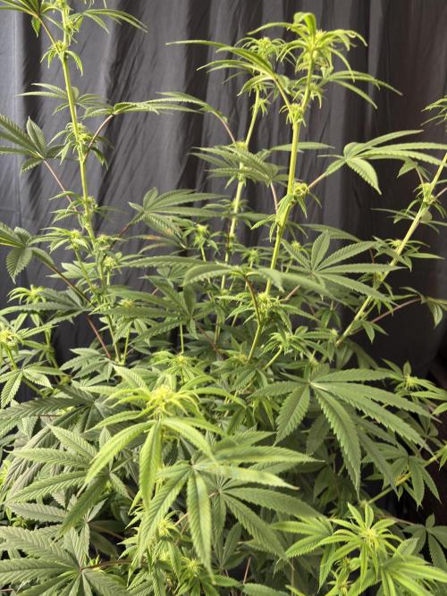 Truffle Jordan. Week 12