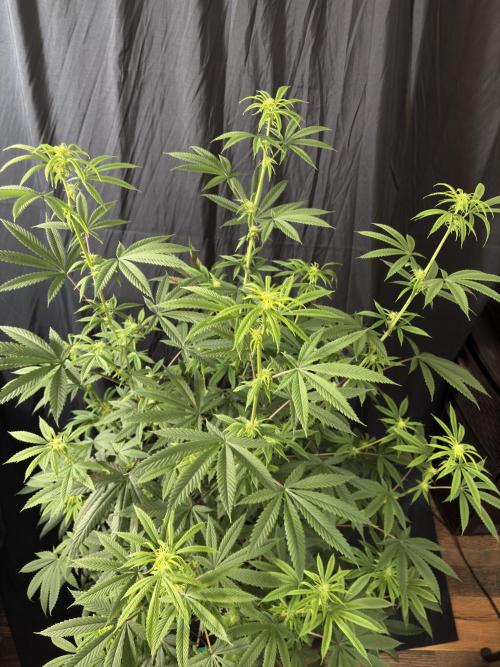 Truffle Jordan. Week 12