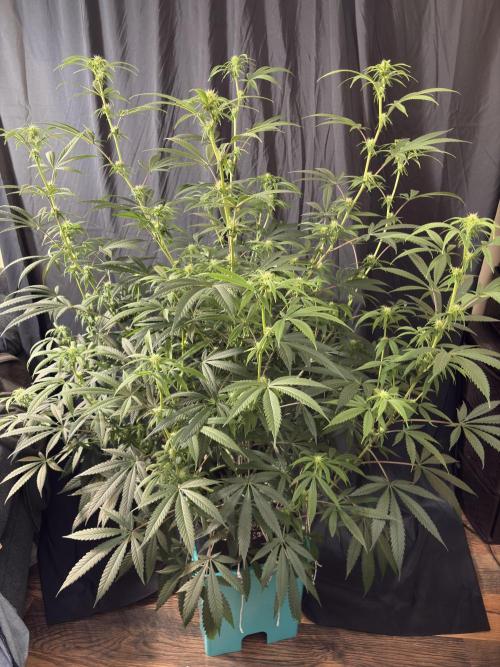 Black Sugar 2.0. Week 12