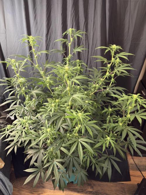 Black Sugar 2.0. Week 12