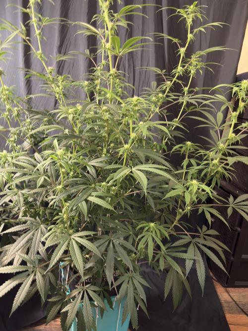 Black Sugar 2.0. Week 12