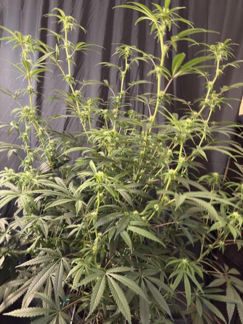 Black Sugar 2.0. Week 12