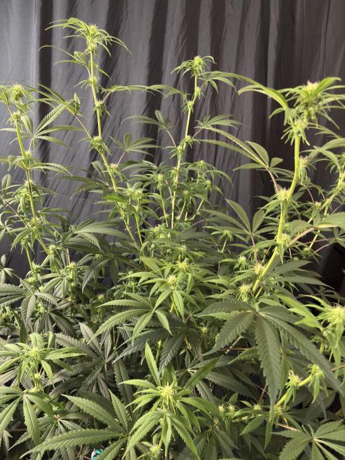 Black Sugar 2.0. Week 12