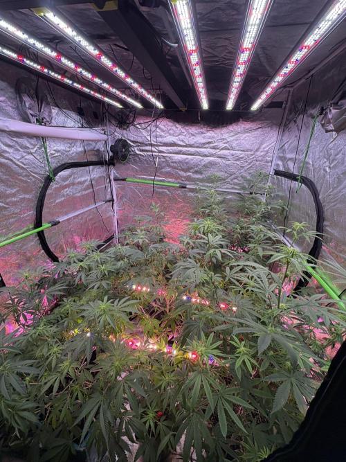 Black Sugar 2.0. Week 12