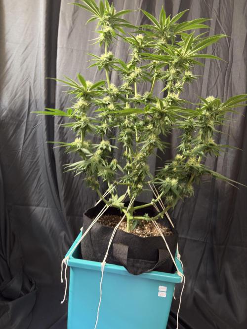 Slurricaine. Week 13