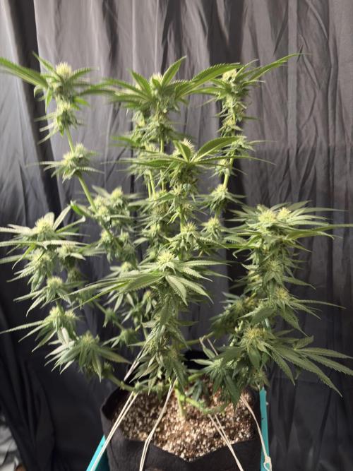 Slurricaine. Week 13