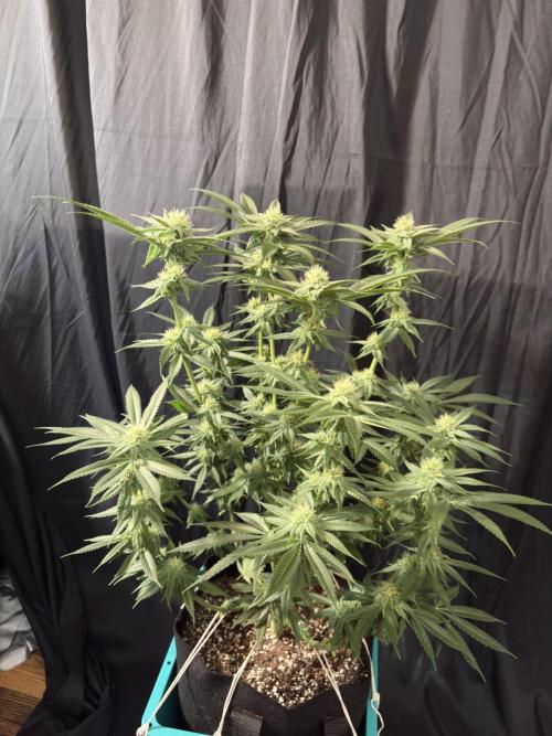 Slurricaine. Week 13