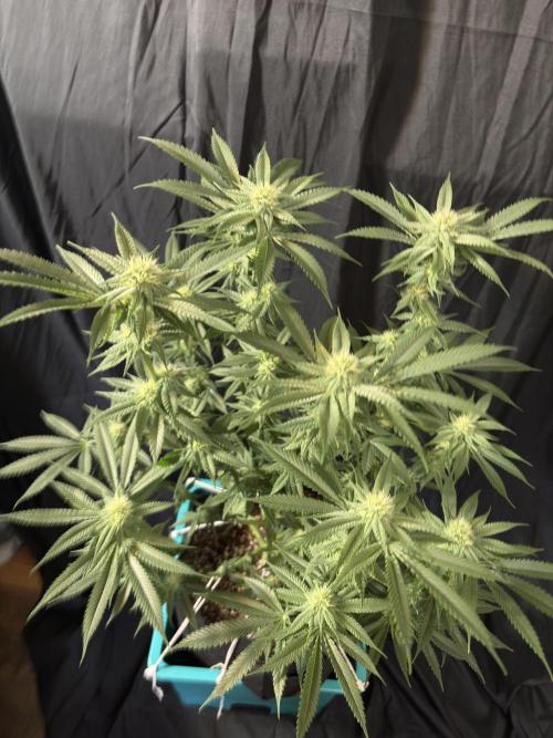 Slurricaine. Week 13