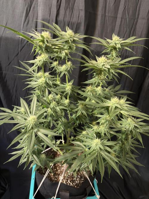 Slurricaine. Week 13