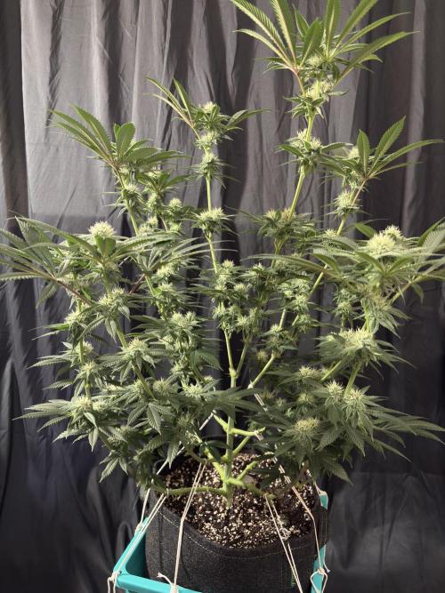 Wedding Gelato. Week 13