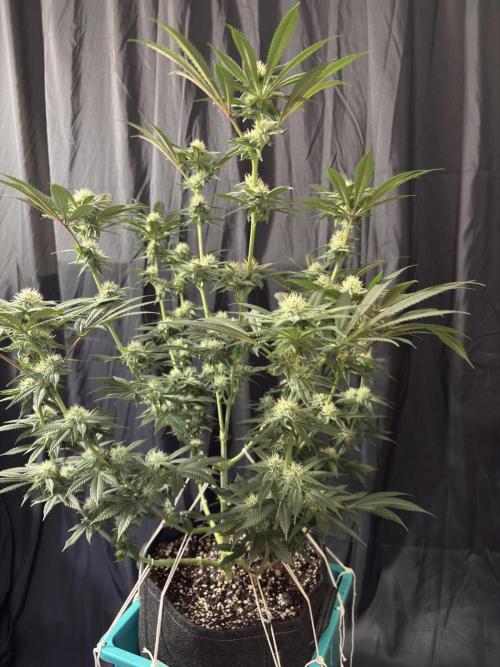 Wedding Gelato. Week 13