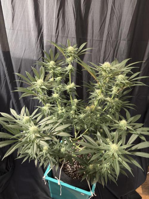 Wedding Gelato. Week 13