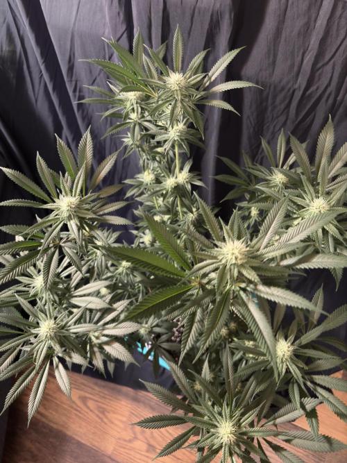 Wedding Gelato. Week 13