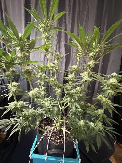 Wedding Gelato. Week 13