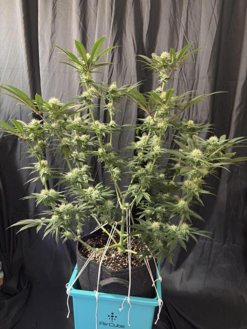 Wedding Gelato. Week 13