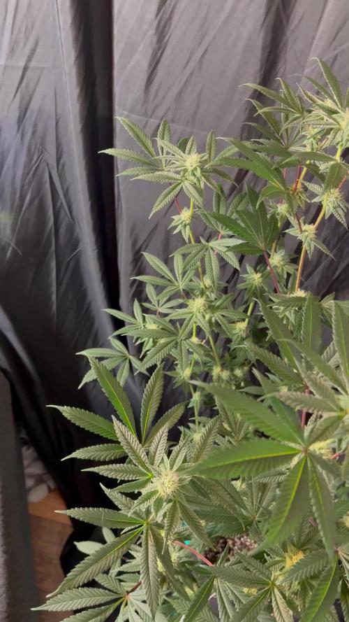 Straw-Lectric Lemonade