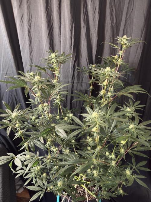 Straw-Lectric Lemonade. Week 13