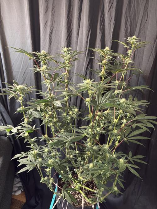 Straw-Lectric Lemonade. Week 13