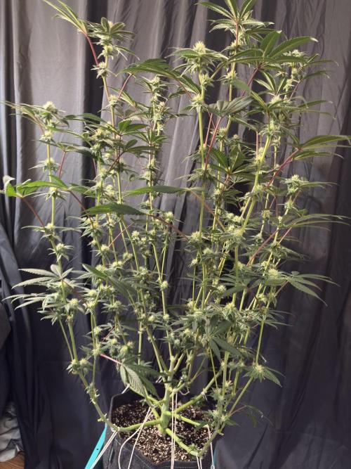 Straw-Lectric Lemonade. Week 13