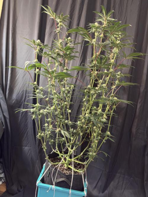 Straw-Lectric Lemonade. Week 13