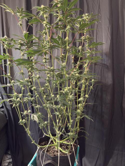 Straw-Lectric Lemonade. Week 13