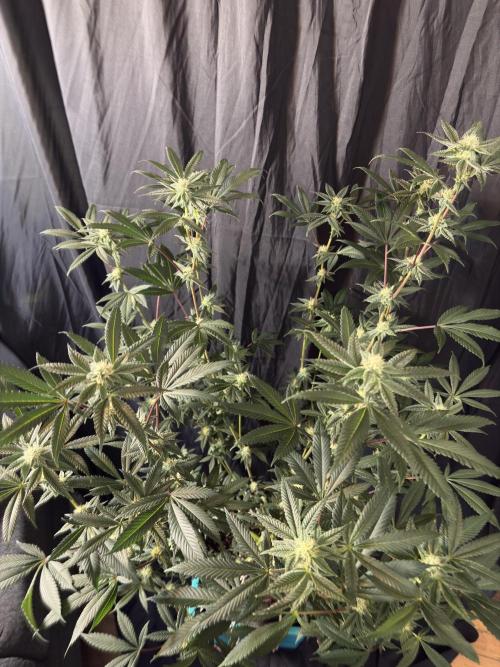 Straw-Lectric Lemonade. Week 13