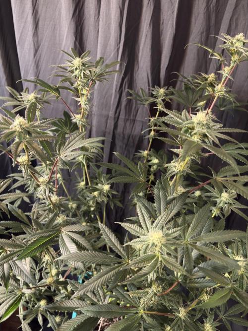 Straw-Lectric Lemonade. Week 13