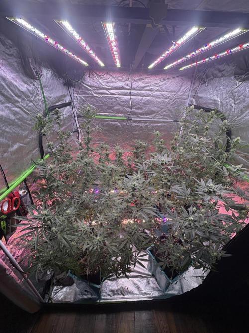 Straw-Lectric Lemonade. Week 13