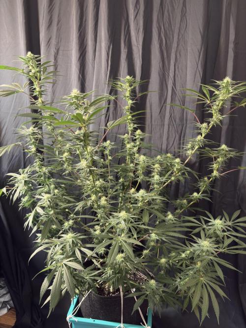 Lemon Cherry Gelato. Week 13