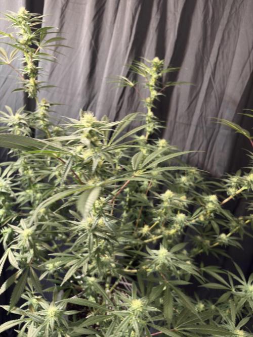 Lemon Cherry Gelato. Week 13