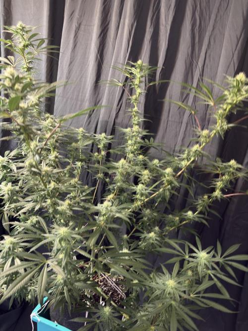 Lemon Cherry Gelato. Week 13