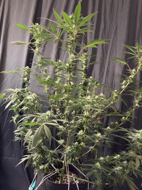 Lemon Cherry Gelato. Week 13