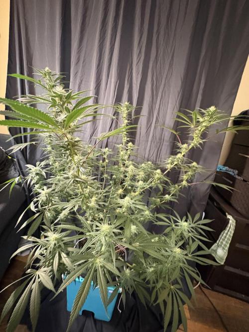 Lemon Cherry Gelato. Week 13