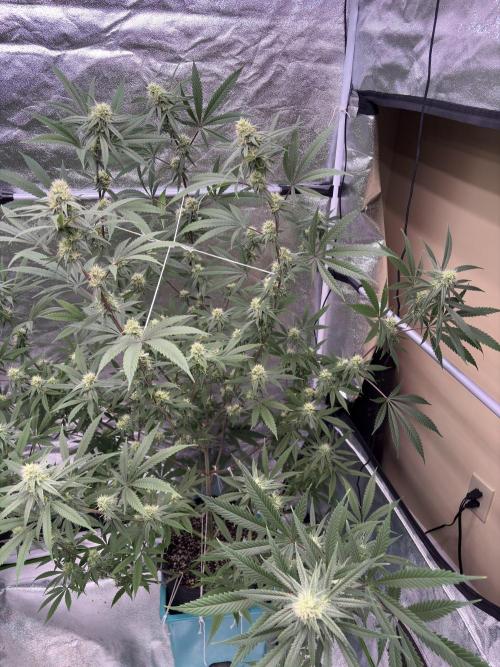 Black Sugar 2.0. Week 13