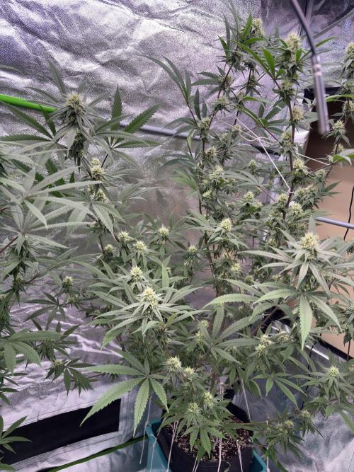 Black Sugar 2.0. Week 13