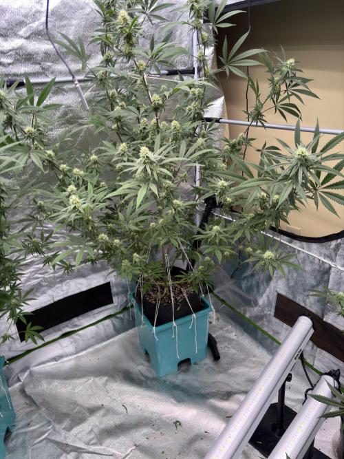 Black Sugar 2.0. Week 13